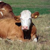 cattle-disease